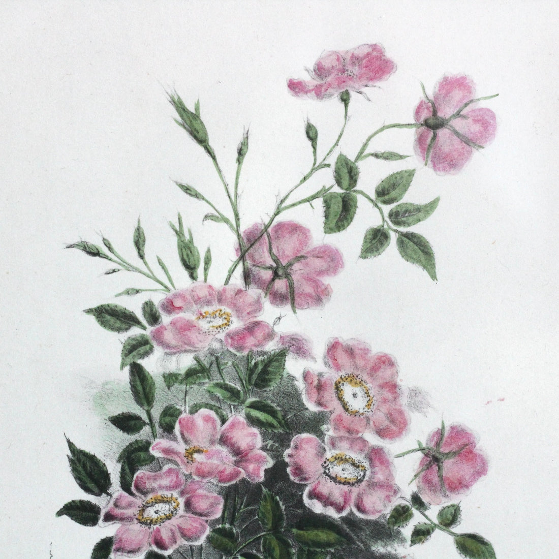 Planche Eglantine rose