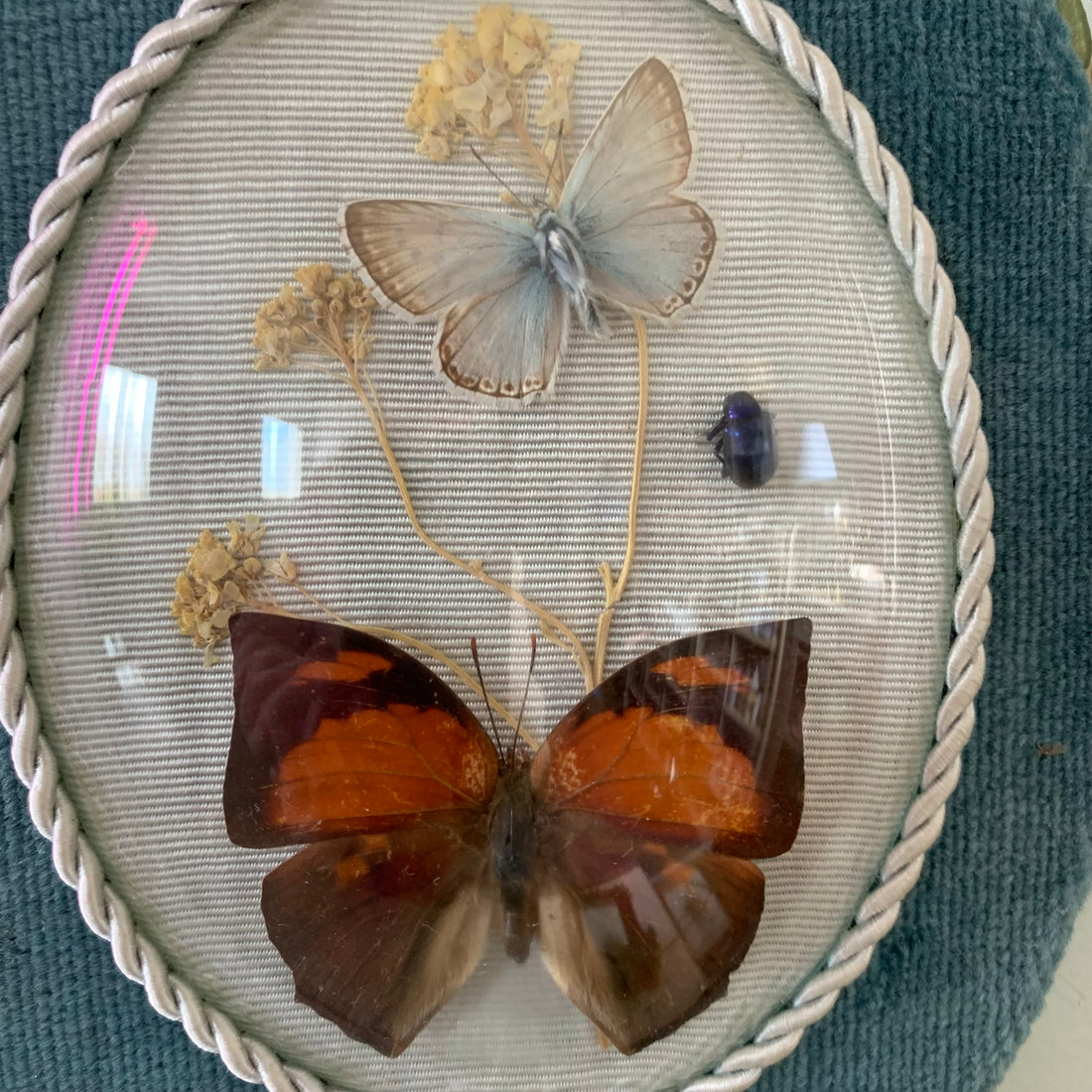 Cadre 50s aux papillons