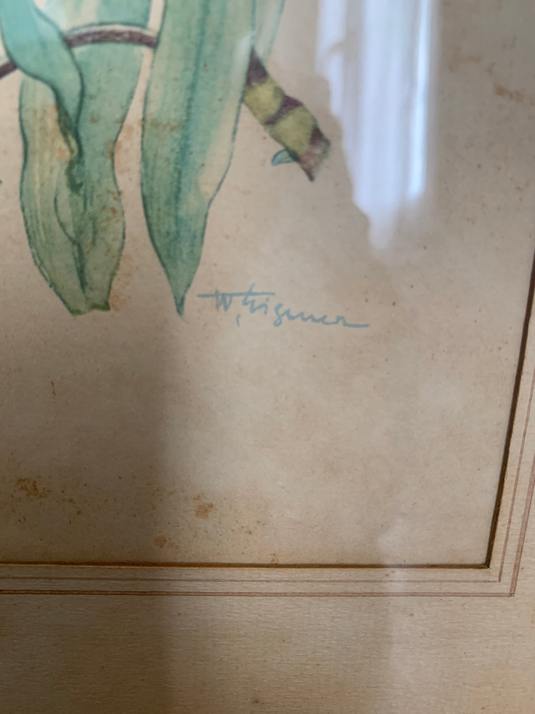 Paire de gravures aux perroquets encadrées