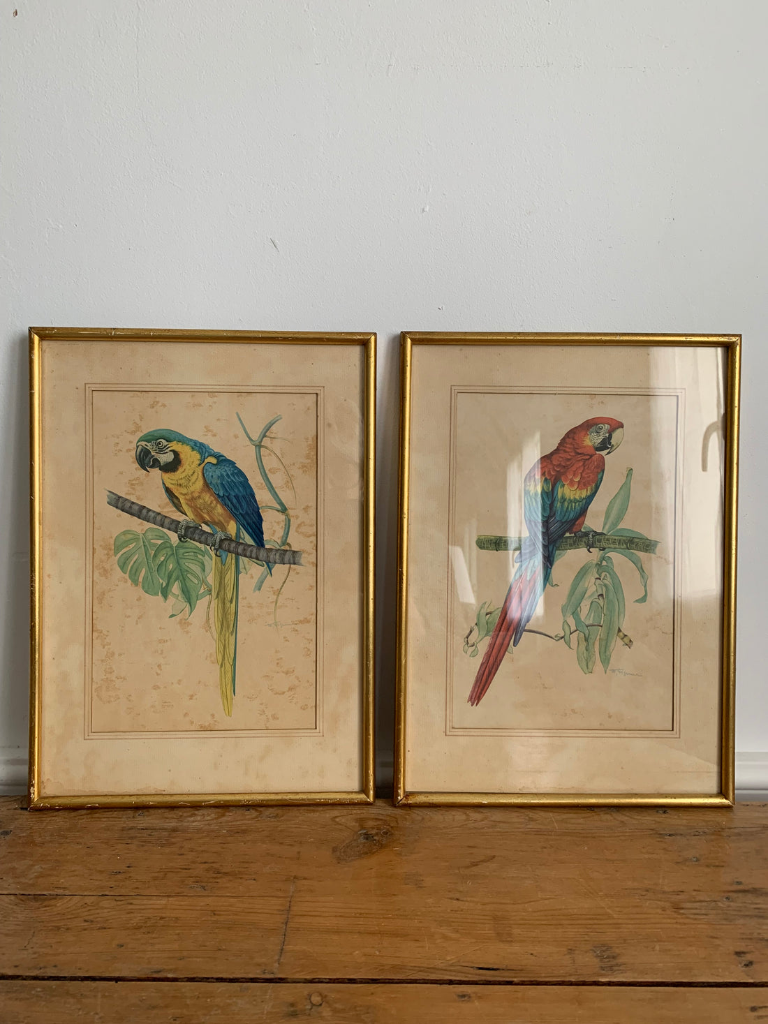 Paire de gravures aux perroquets encadrées