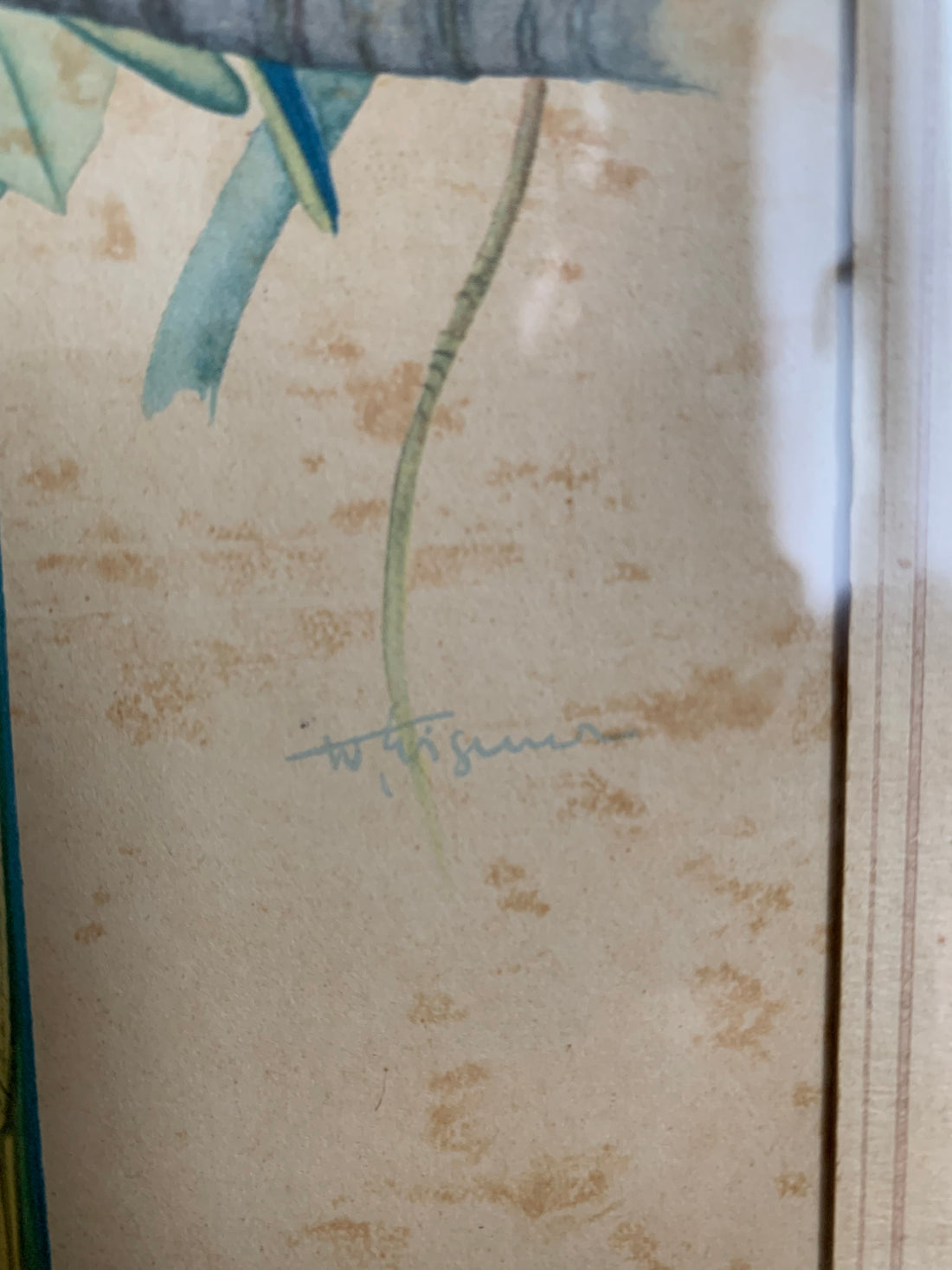 Paire de gravures aux perroquets encadrées