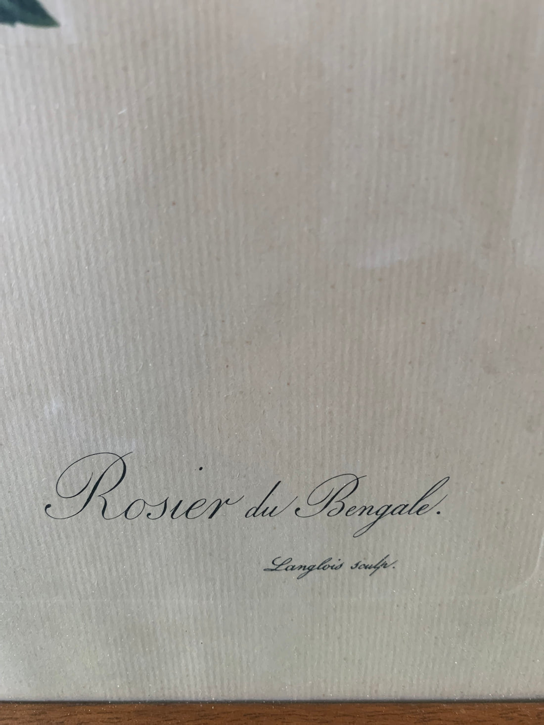 Rosier du Bengale par Pierre-Joseph Redouté
