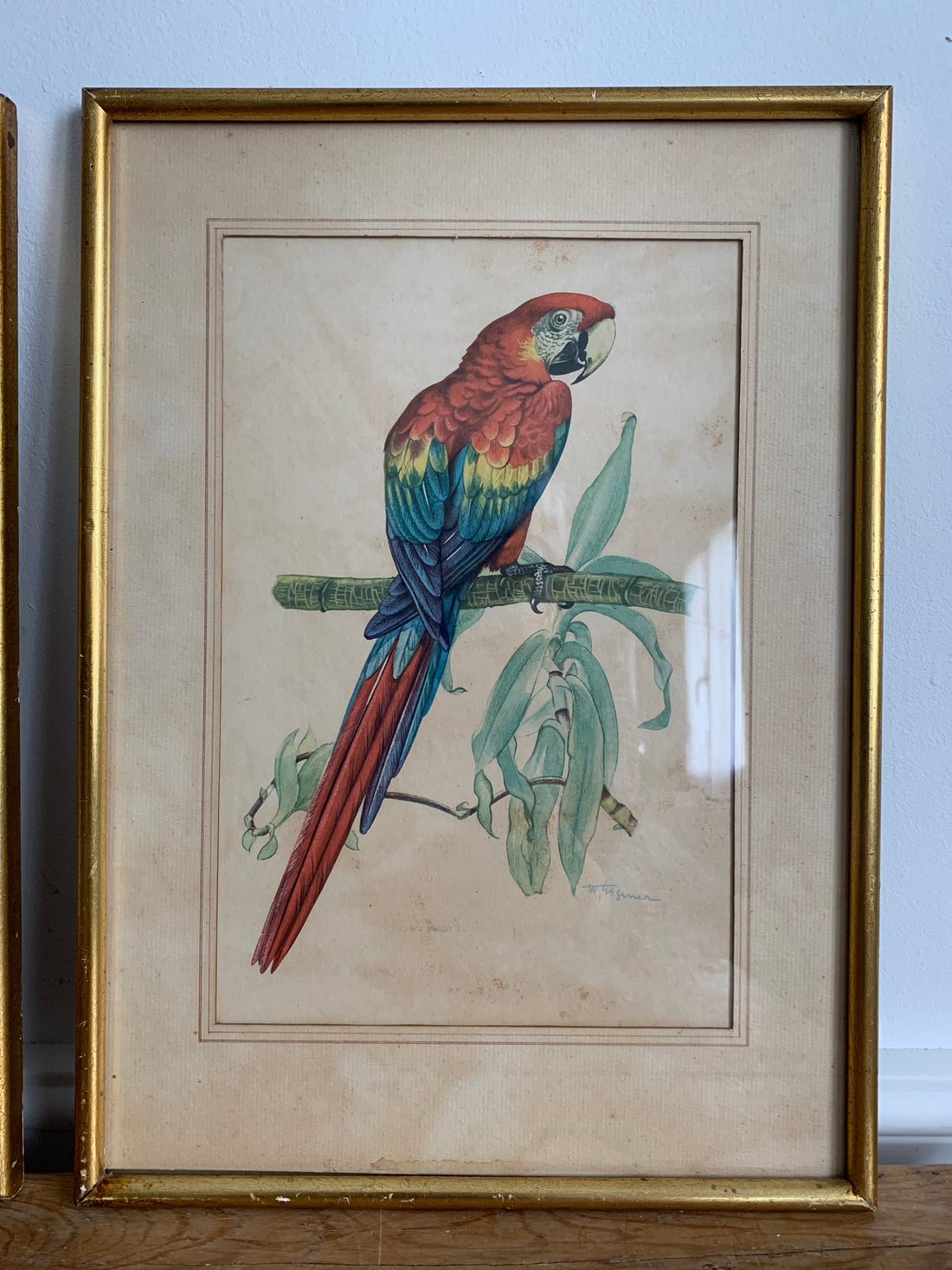 Paire de gravures aux perroquets encadrées