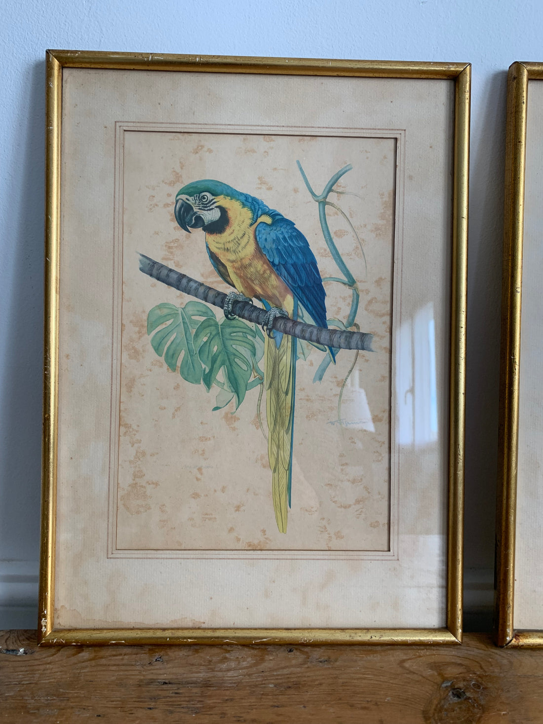 Paire de gravures aux perroquets encadrées
