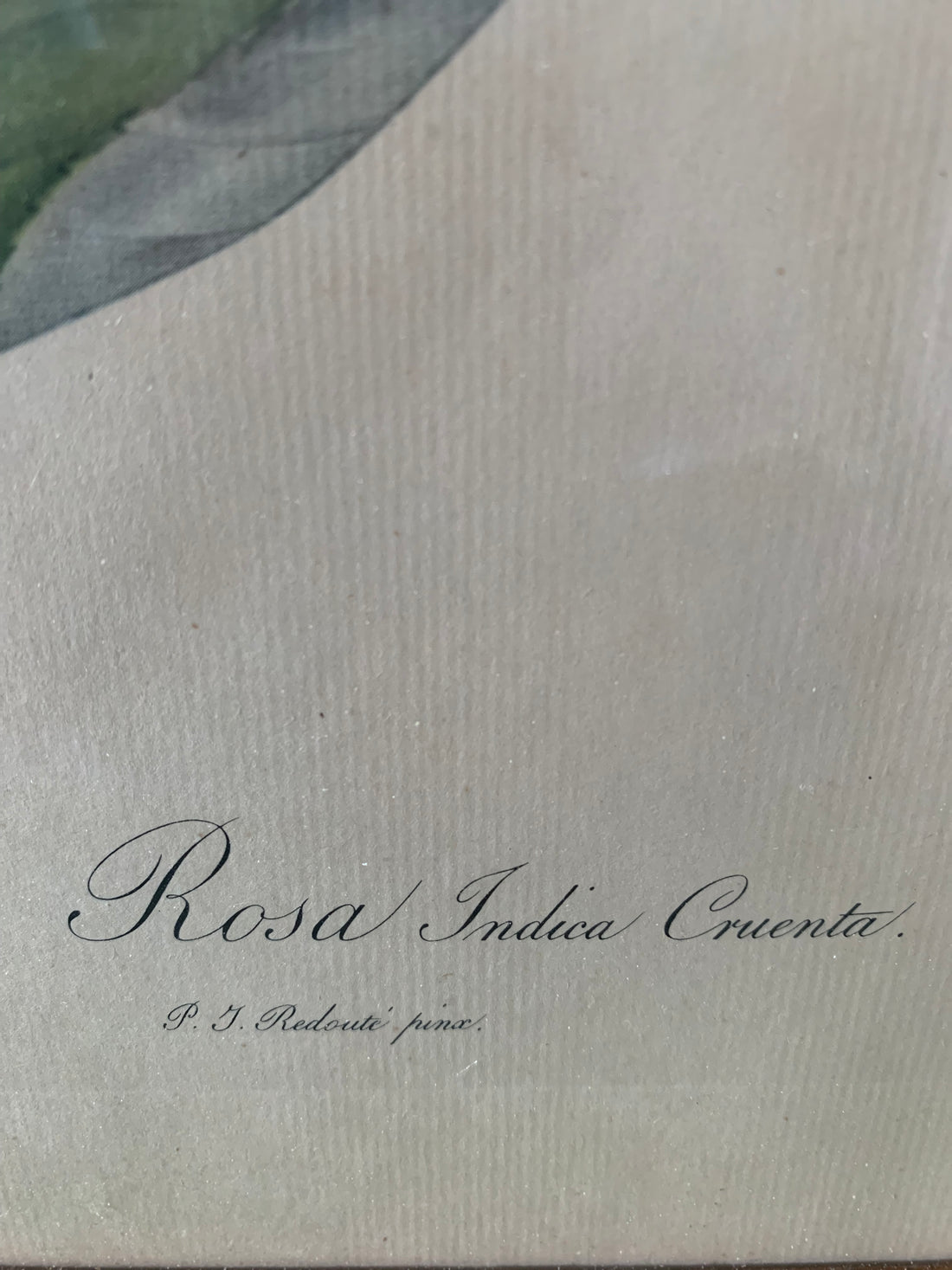 Rosier du Bengale par Pierre-Joseph Redouté