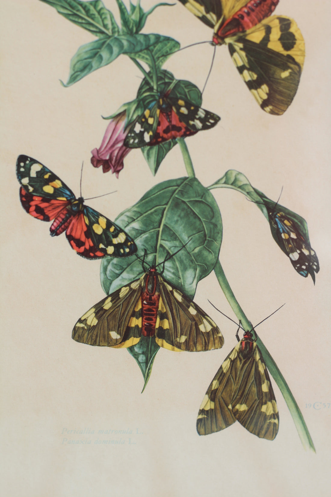 Gravure aux papillons dans son cadre doré - 1957