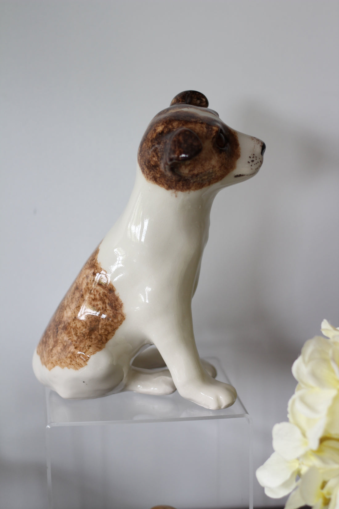 Jack Russell à yeux de verre - Angleterre, 1960