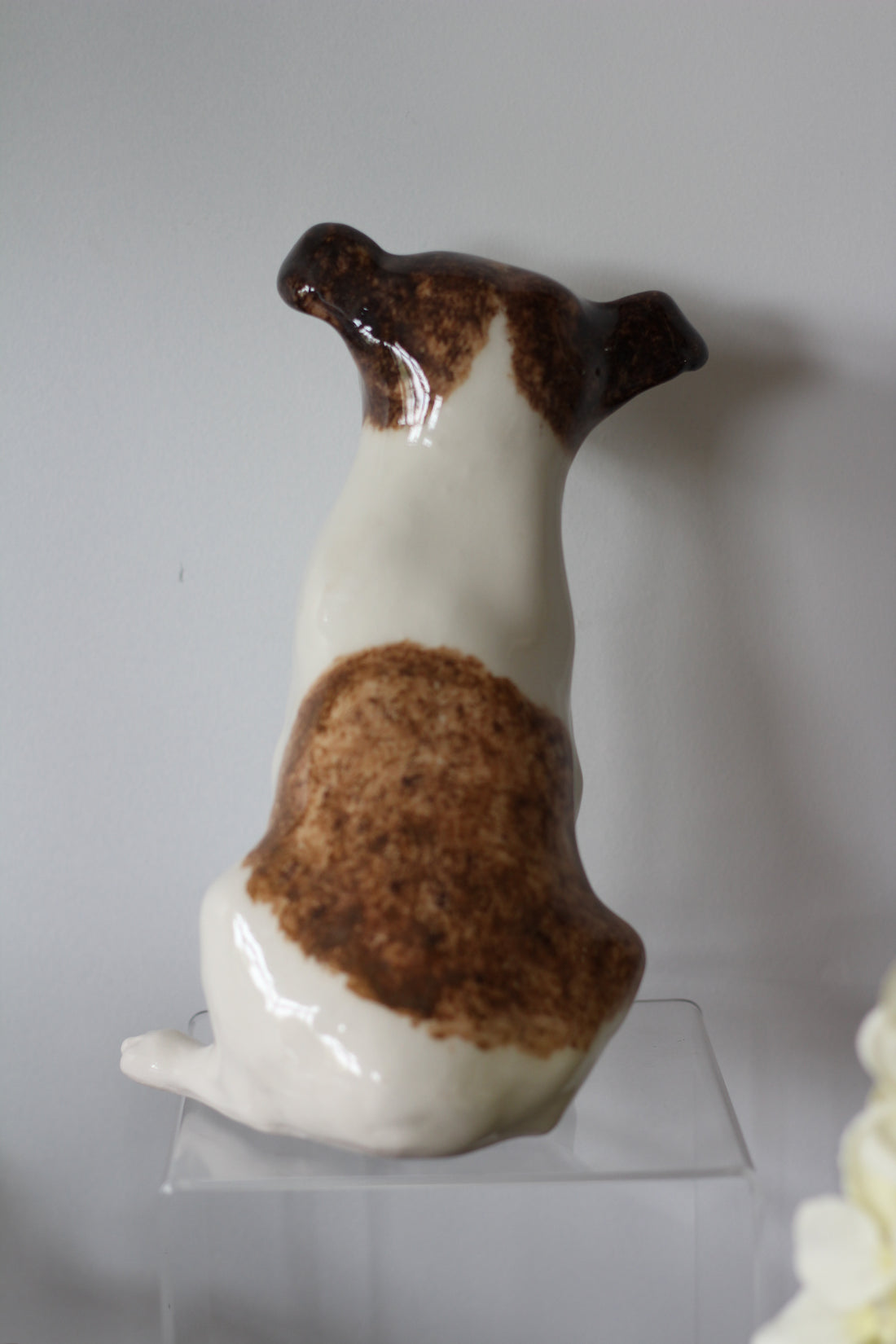 Jack Russell à yeux de verre - Angleterre, 1960