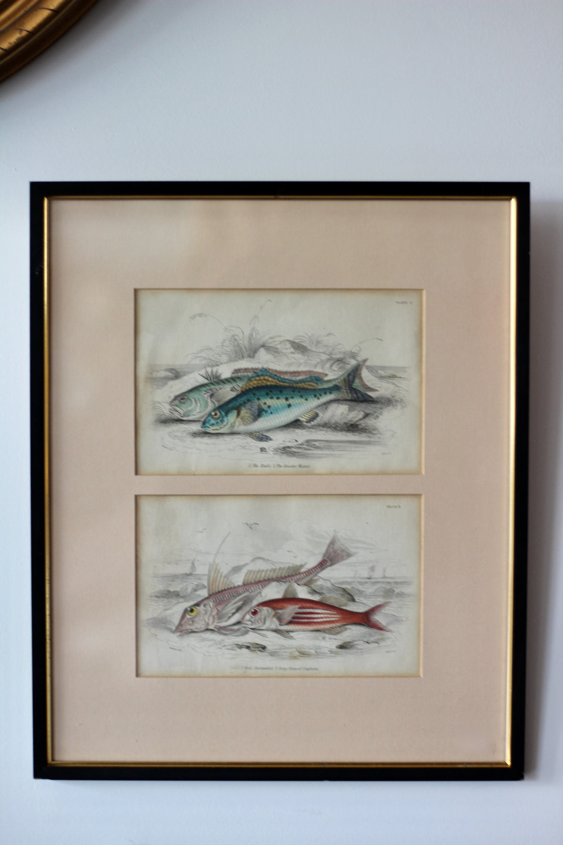 Gravures anciennes de poissons - Angleterre, XIXème siècle