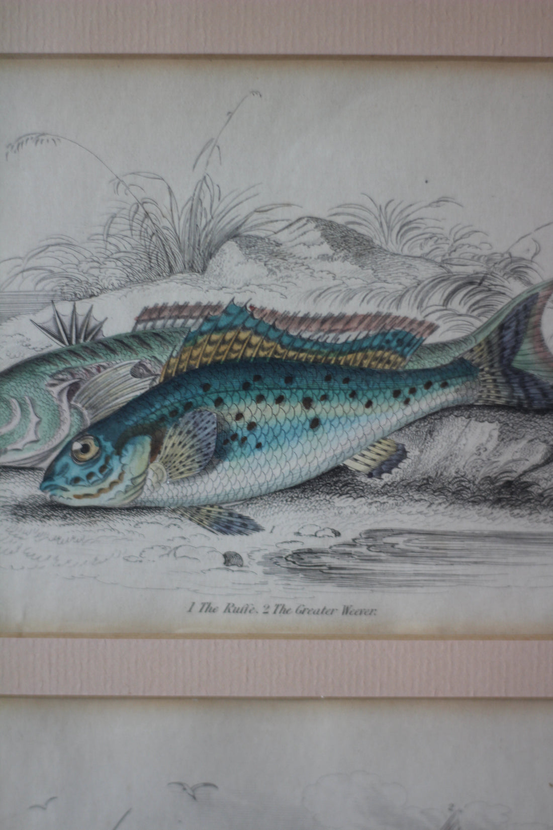 Gravures anciennes de poissons - Angleterre, XIXème siècle