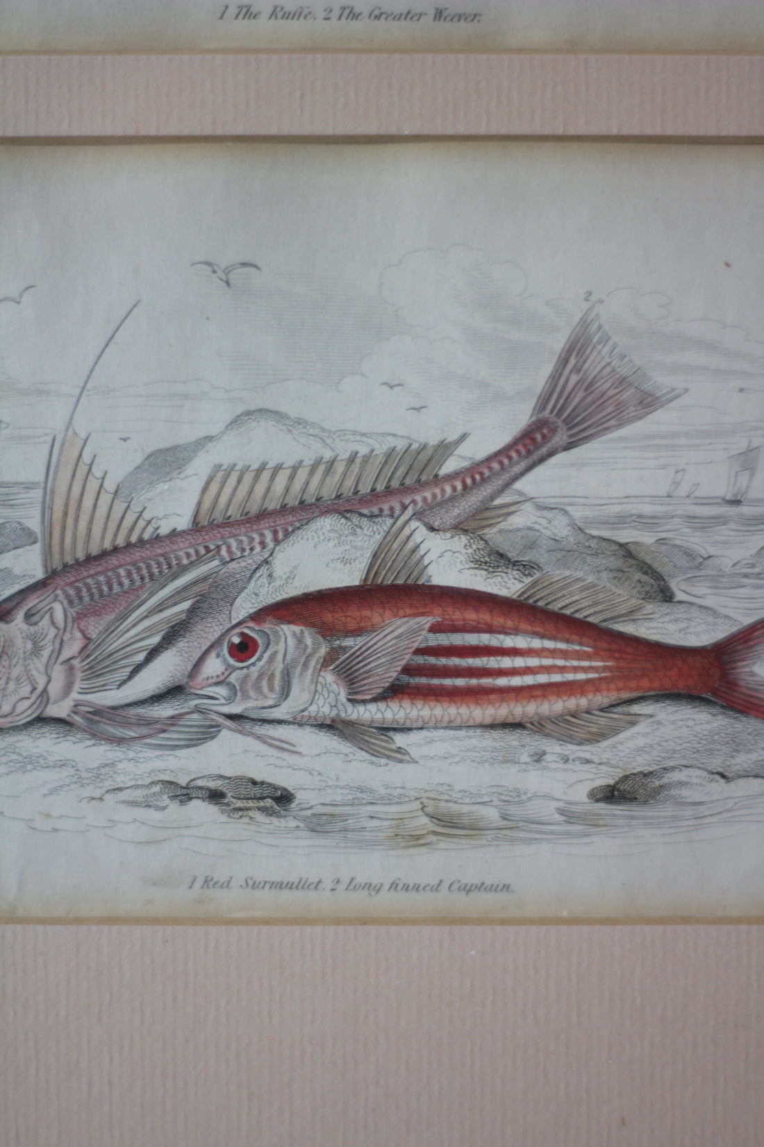 Gravures anciennes de poissons - Angleterre, XIXème siècle