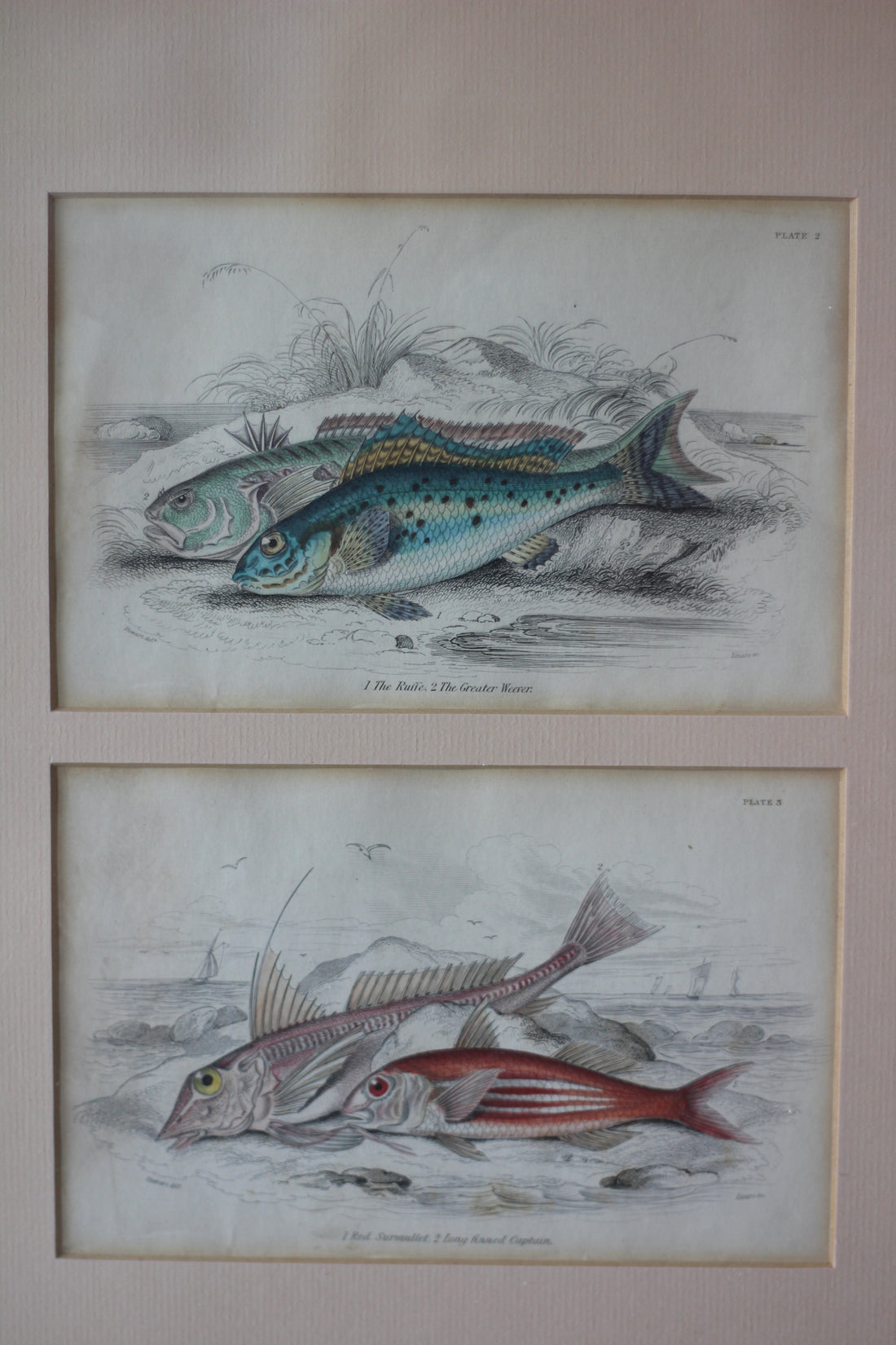 Gravures anciennes de poissons - Angleterre, XIXème siècle