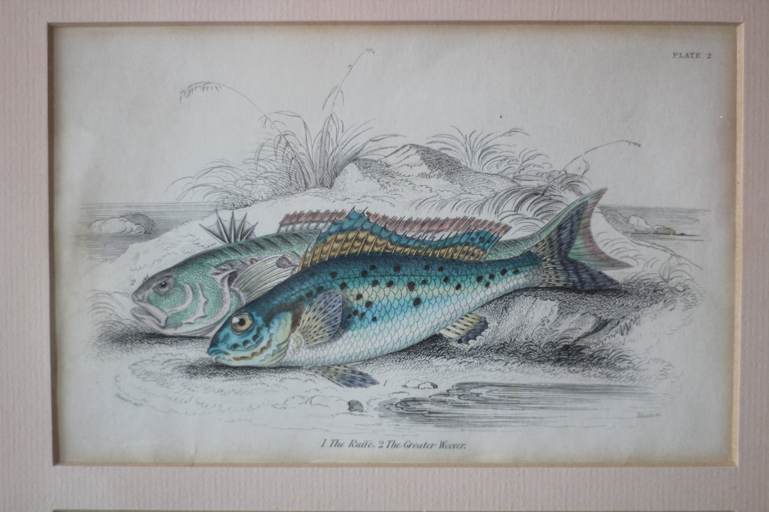 Gravures anciennes de poissons - Angleterre, XIXème siècle
