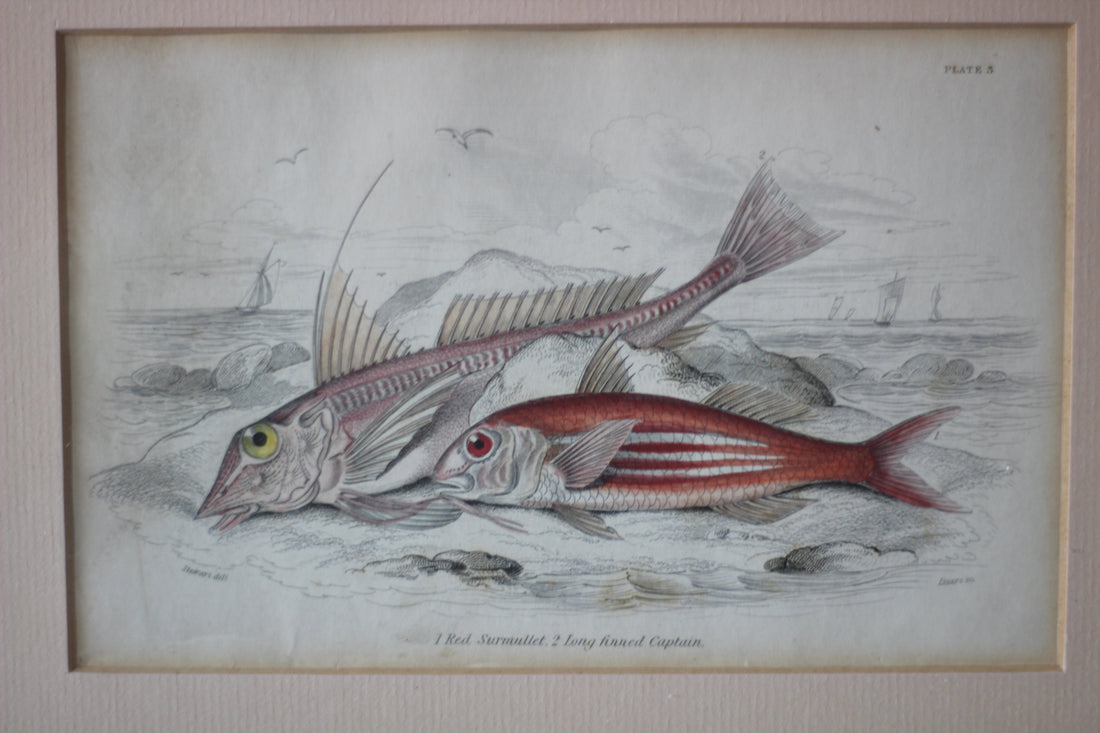 Gravures anciennes de poissons - Angleterre, XIXème siècle