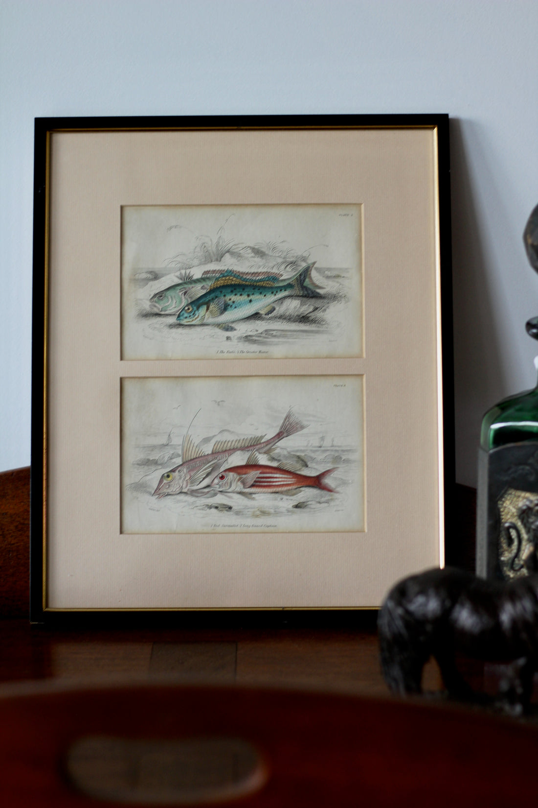Gravures anciennes de poissons - Angleterre, XIXème siècle